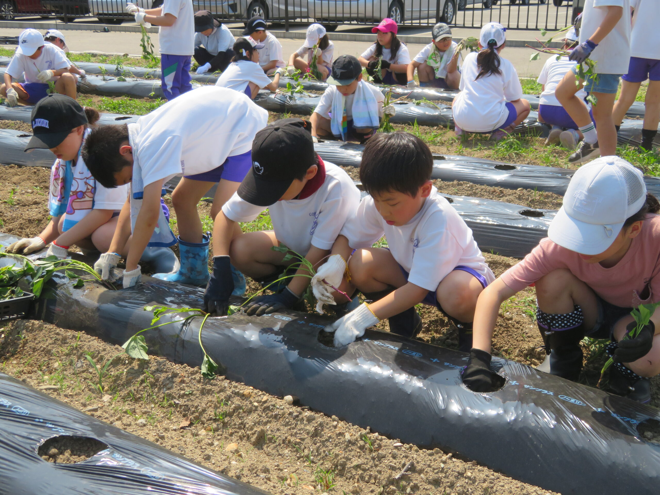 6月13日(木)　学校菜園活動の様子です。 のサムネイル画像